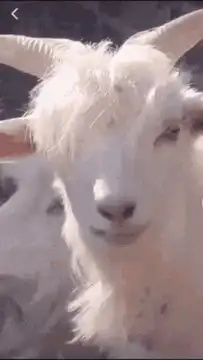 White goat chewing with another goat