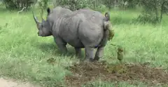 Rhino pooping in grass