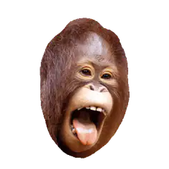 orangutan face with tongue out