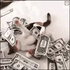 kitten playing with falling money