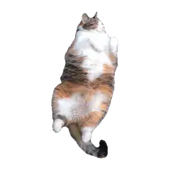 floating chubby calico cat