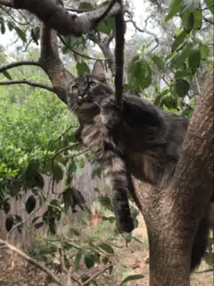 Fluffy cat stuck in tree