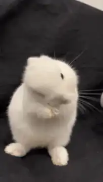 Cute white rabbit eating