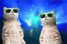 Two cats with sunglasses dancing