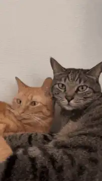 Grey cat annoyed by orange cat