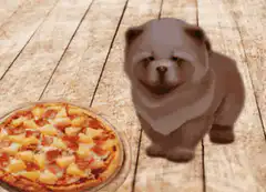 Chow Chow dog looking at pizza