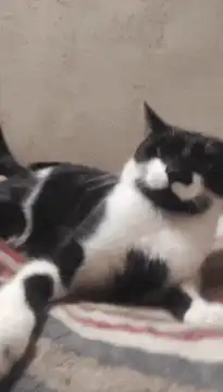 cat pawing at hand