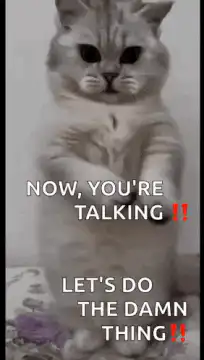 Cat Now You're Talking Let's Do The Damn Thing