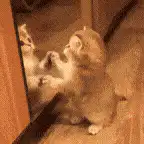 kitten playing with mirror reflection