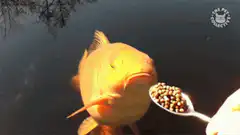 Carp eating from a spoon