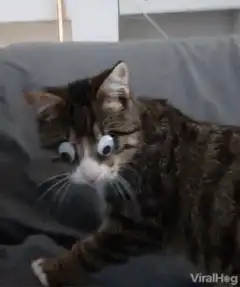 Cat with googly eyes