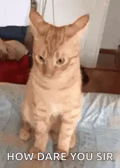 Cat looks up with text How Dare You Sir