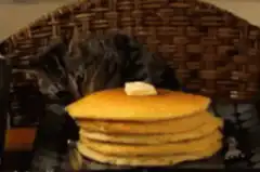 cat steals pancake