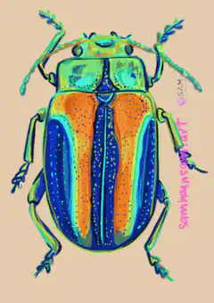 Colorful beetle illustration