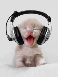 Kitten yawning with headphones