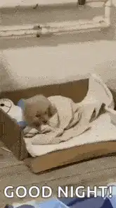 puppy sleeping in box good night