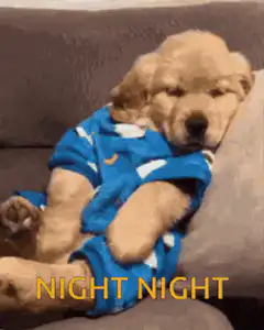Sleepy puppy yawning night night