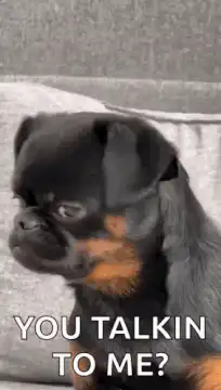 Skeptical Dog You Talkin To Me