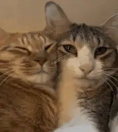 Two cats cuddling and yawning
