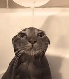 Cat getting water poured on head