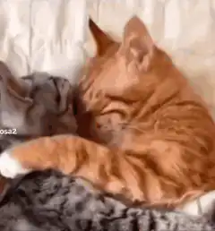 Orange cat cuddling grey cat