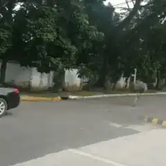 Ostrich running down a street