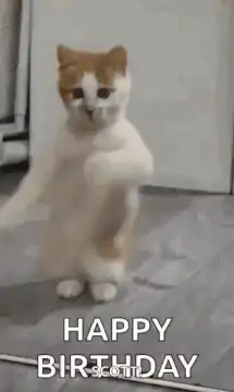 Dancing cat happy birthday