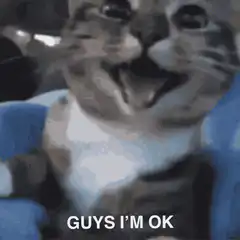 cat guys im ok im insane