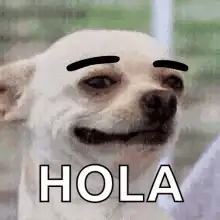Hola Dog Meme