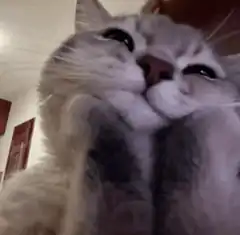 cat rubbing face on hand