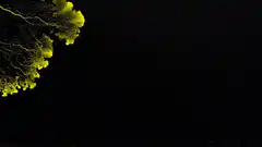 Yellow slime mold network growth