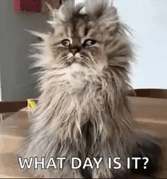 Fluffy Cat What Day Is It