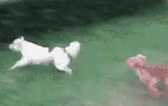 Dog jumps over hedge and falls