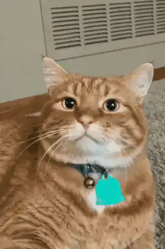 Orange cat zooms in with wide eyes