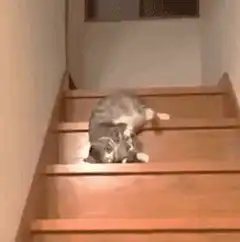cat rolling down wooden stairs