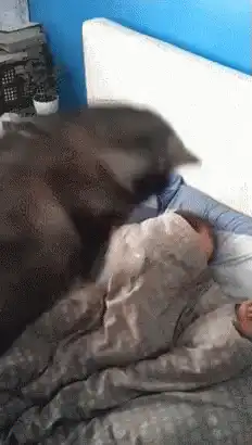 cat kneading sleeping person