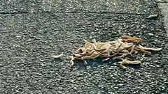 pile of earthworms on asphalt