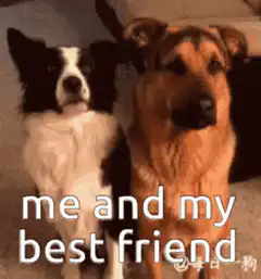 Border Collie hugging German Shepherd
