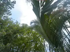 Palm fronds swaying in the wind