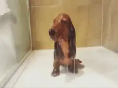 wet dog in shower