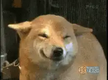 Smug Dog Smirk