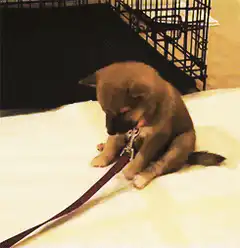 Shiba Inu puppy chewing leash