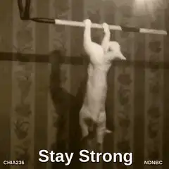 Cat doing pull ups stay strong
