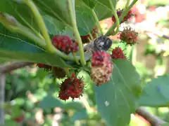 red mulberries on a tree branch