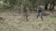 Man boxing with kangaroo in the wild