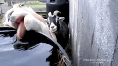 Goat drinks from barrel while another watches