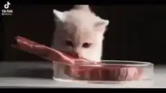 White kitten eating raw meat