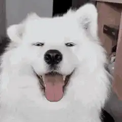 Happy fluffy white dog panting