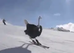 ostrich skiing downhill