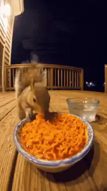 Squirrel eats noodles and runs away